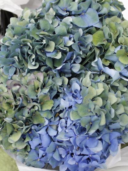 生花 輸入アジサイ ピンパーネル 秋色 水色 グリーン 60cm 花径約cm オランダ産 生花 通販 はなどんやアソシエ