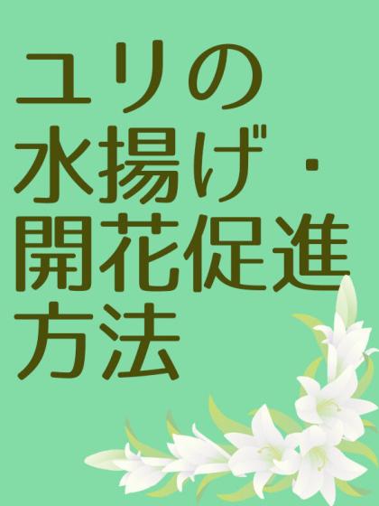 生花 オリエンタルユリ ソルボンヌ ピンク Or 13 通販 はなどんやアソシエ