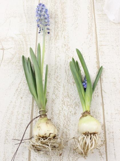 生花】ムスカリ球根つき エスター(ごく淡い水色):高岡市農協 花材通販はなどんやアソシエ