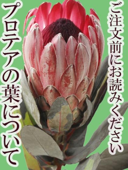 生花】プロテア ムンディホワイト 南アフリカ産【OR-83】 - 花材通販は 